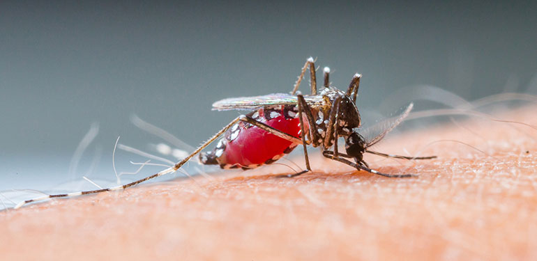 Un primer plano de un mosquito Aedes aegypti succionando sangre humana.