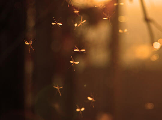 Un enjambre de mosquitos al anochecer.
