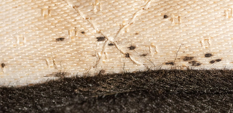 A close-up of dark spots, which are dried bed bug fecal matter, within the seam of a bed mattress.