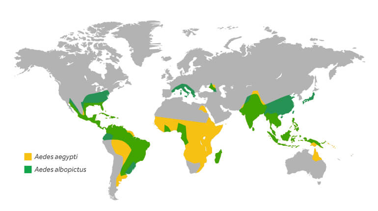 A global map representing an estimate of where Aedes aegypti and Aedes albopictus mosquitoes are commonly found. It is not meant to represent the risk for spread of disease.