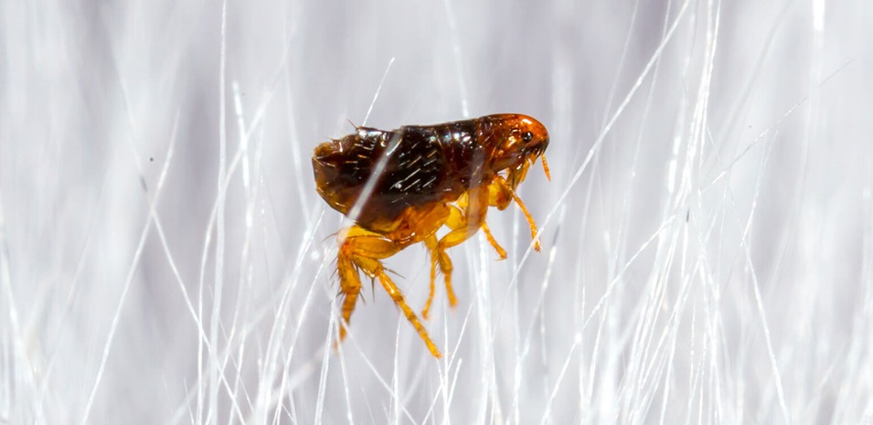 Un primer plano de una pulga en el pelo de un animal.