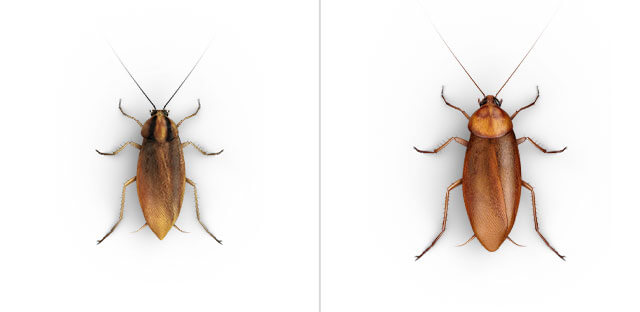 Una comparación paralela de un primer plano desde arriba de una cucaracha grande y una pequeña.