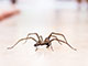 Una araña doméstica común en el piso de una casa.