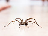 A common house spider on the floor in a home.