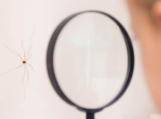 Child examining spider on wall, through magnifying glass.