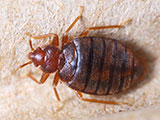 A close up of a bed bug sitting on fiber.