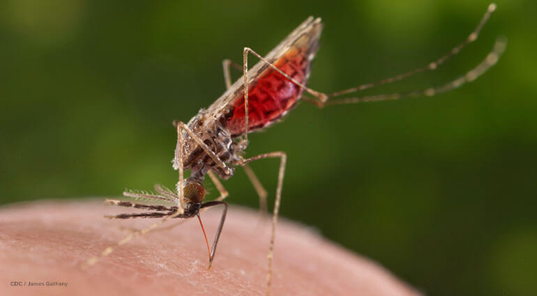 A female Anopheles merus mosquito sucking blood on a human.