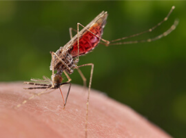 Un mosquito Anopheles merus hembra succionando sangre de un ser humano.