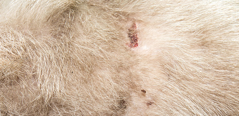 Primer plano de sarpullido y pérdida de pelo en el cuerpo de un perro.