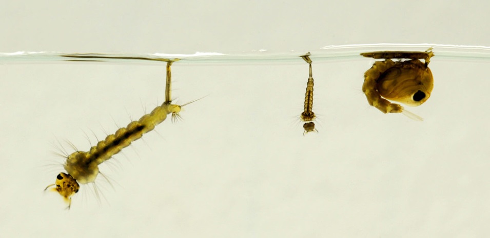 A close up of mosquito larvae and pupa.