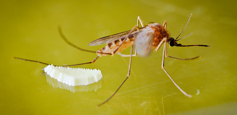 A close up of a mosquito and her eggs.