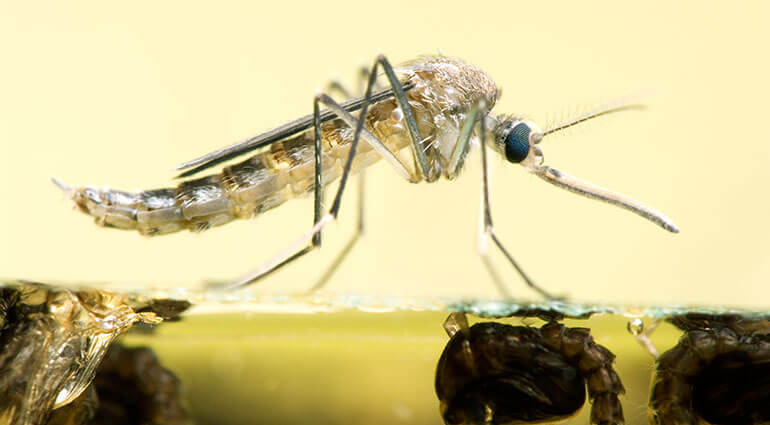 A close up of an adult mosquito resting on water.