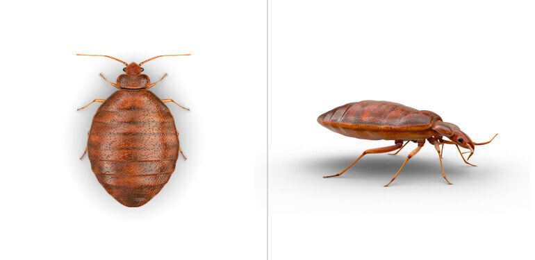 A top view and side view of a bed bug.