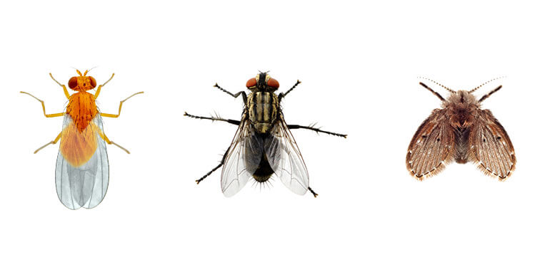 Imágenes comparativas de una mosca de la fruta, una mosca doméstica y una mosca de desagüe.