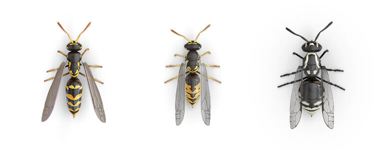 Comparative images of a Paper wasp, a Yellow jacket and a Hornet.