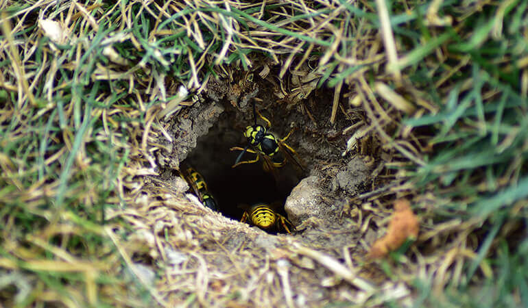 Avispas amarillas dejando un nido adentro de un hueco en el suelo.
