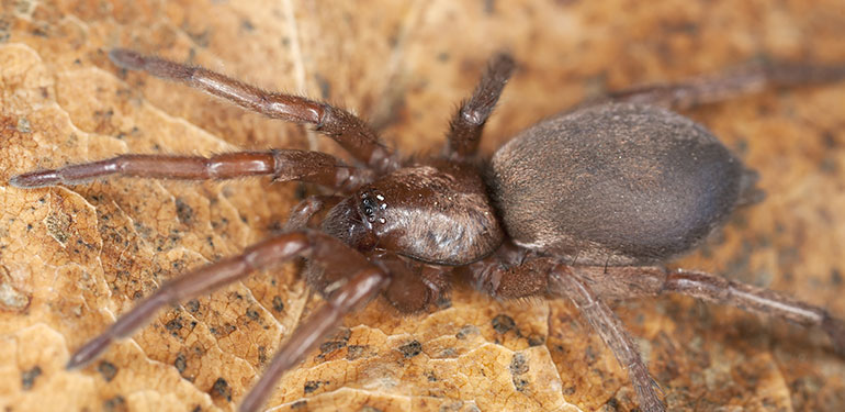 A side-by-side image of a femail black widow spider, brown widow spider and brown recluse spider.