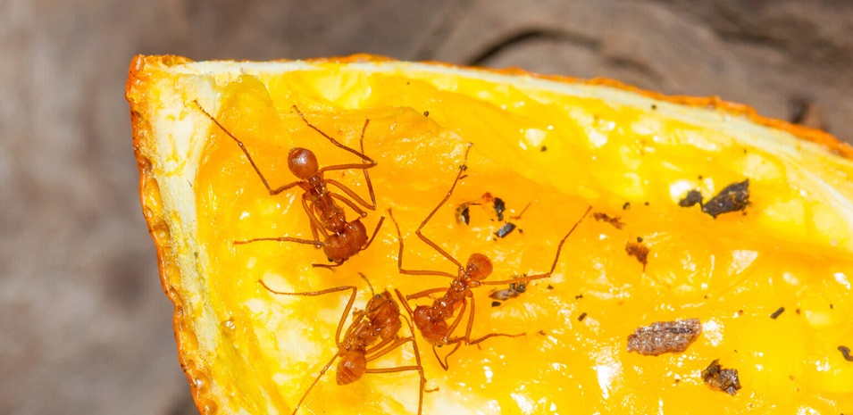 Ants crawling over a slice of orange.