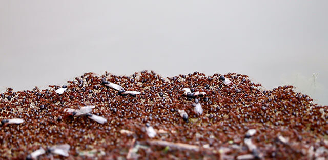 Un pequeño grupo de hormigas rojas juntas flotando sobre el agua, con la reina y las crías posadas encima del grupo de hormigas rojas.