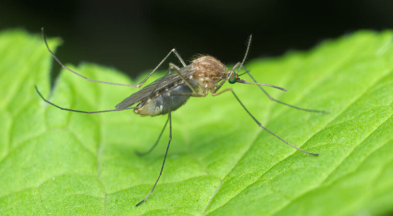 A close up of a Culex pipiens mosquito waiting for a prey on a leaf.