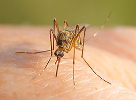 Un primer plano de un mosquito que pica la mano de una persona.