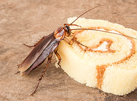 Una cucaracha comiendo un pedazo de pastel.