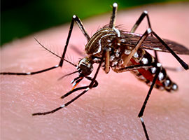 Una vista ampliada de un mosquito sobre la piel de un huésped humano.