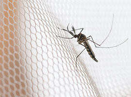 Un mosquito posado en un mosquitero blanco.