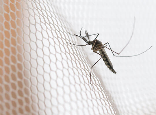 A mosquito sitting on a white mosquito net.