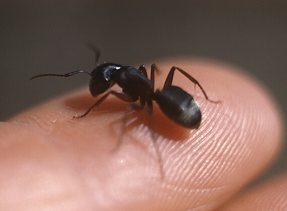 Una hormiga carpintera sobre el dedo de una persona.