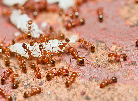 Varias hormigas rojas caminando por el piso.