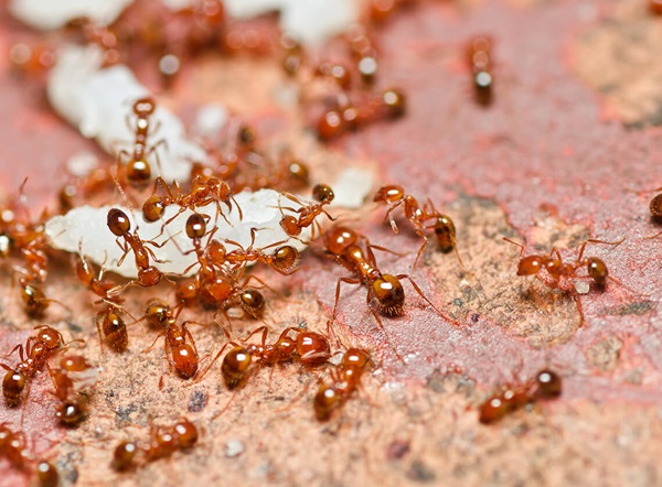 Several fire ants crawling on the ground.