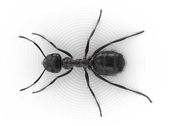 Ilustración superior de una hormiga molesta.