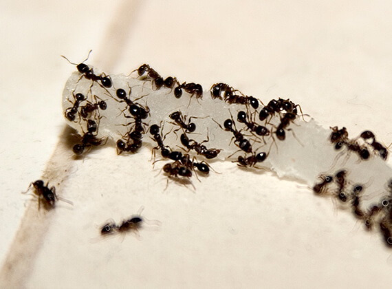 Hormigas caminando sobre una rodaja de cebolla.