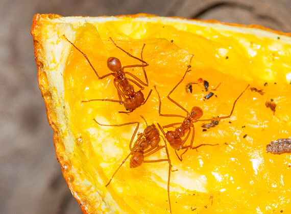 Hormigas caminando sobre una rodaja de naranja.