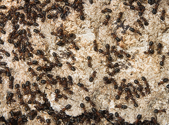 Muchas hormigas constructoras de montículos caminando al aire libre.