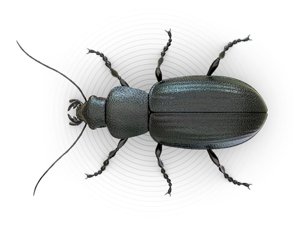 Ilustración superior de un escarabajo.