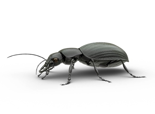 Side-view illustration of a beetle.