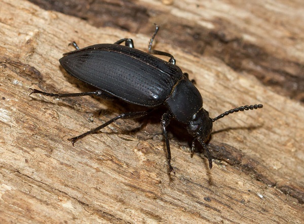Imagen de un escarabajo negro grande