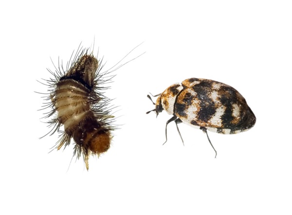 Image of a carpet beetle and woolly bear beetle.
