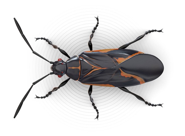 Top-view illustration of a boxelder bug.