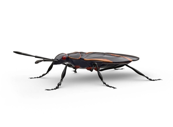 Side-view illustration of a boxelder bug.
