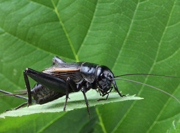 Close up view of a black cricket on a leaf.