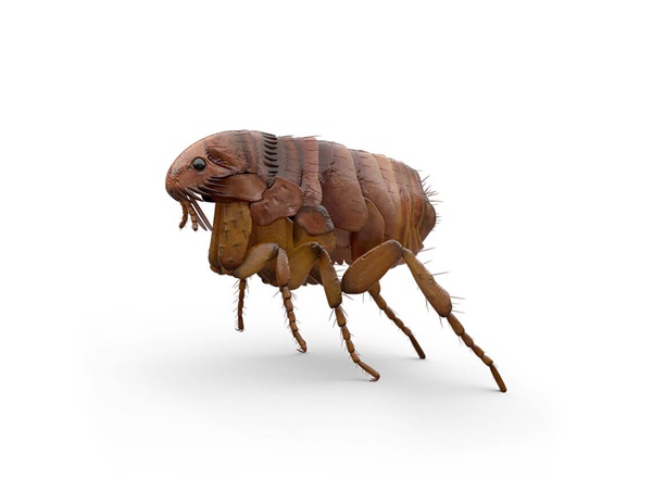 Ilustración lateral de una pulga.
