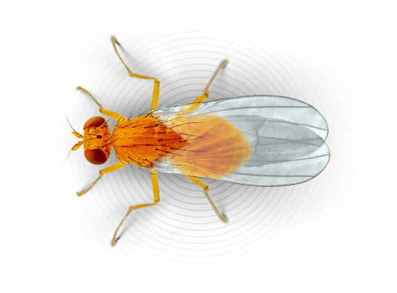 Ilustración superior de una mosca de la fruta.