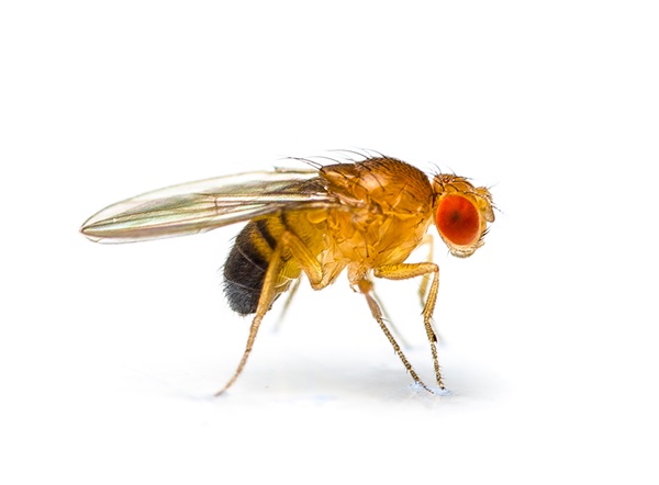 Side-view illustration of a fruit fly.