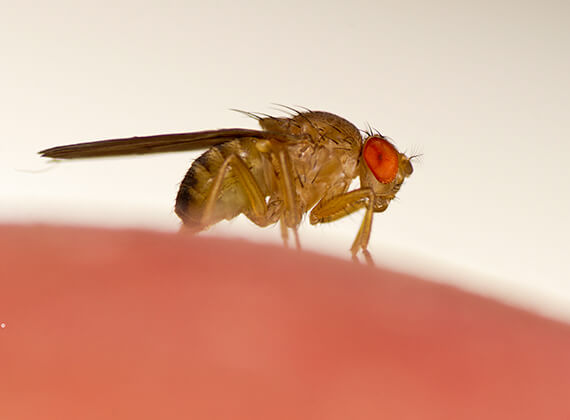 Imagen en primer plano de una mosca de la fruta.