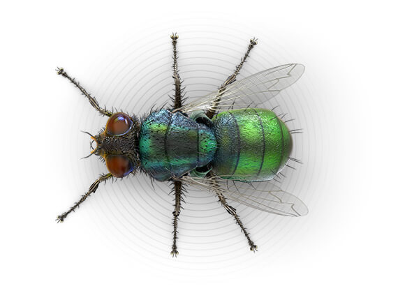 Ilustración superior de una mosca de la inmundicia de exteriores.