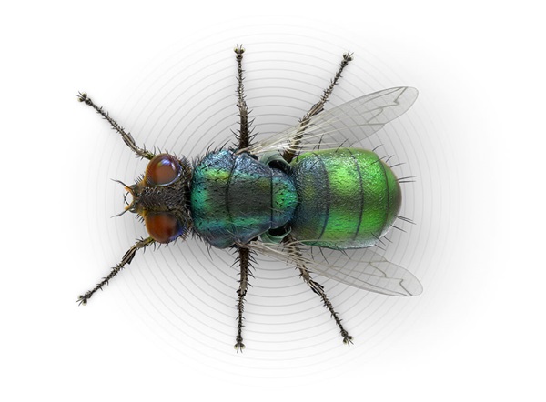 Top-view illustration of an outdoor filth  fly.