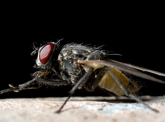 Imagen en primer plano de una mosca de la inmundicia de exteriores en una tubería.
